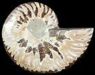 Agatized Ammonite Fossil (Half) #46527-1